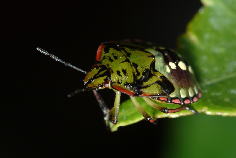 Pentatomidae: Nezara viridula (ninfa) di Livorno